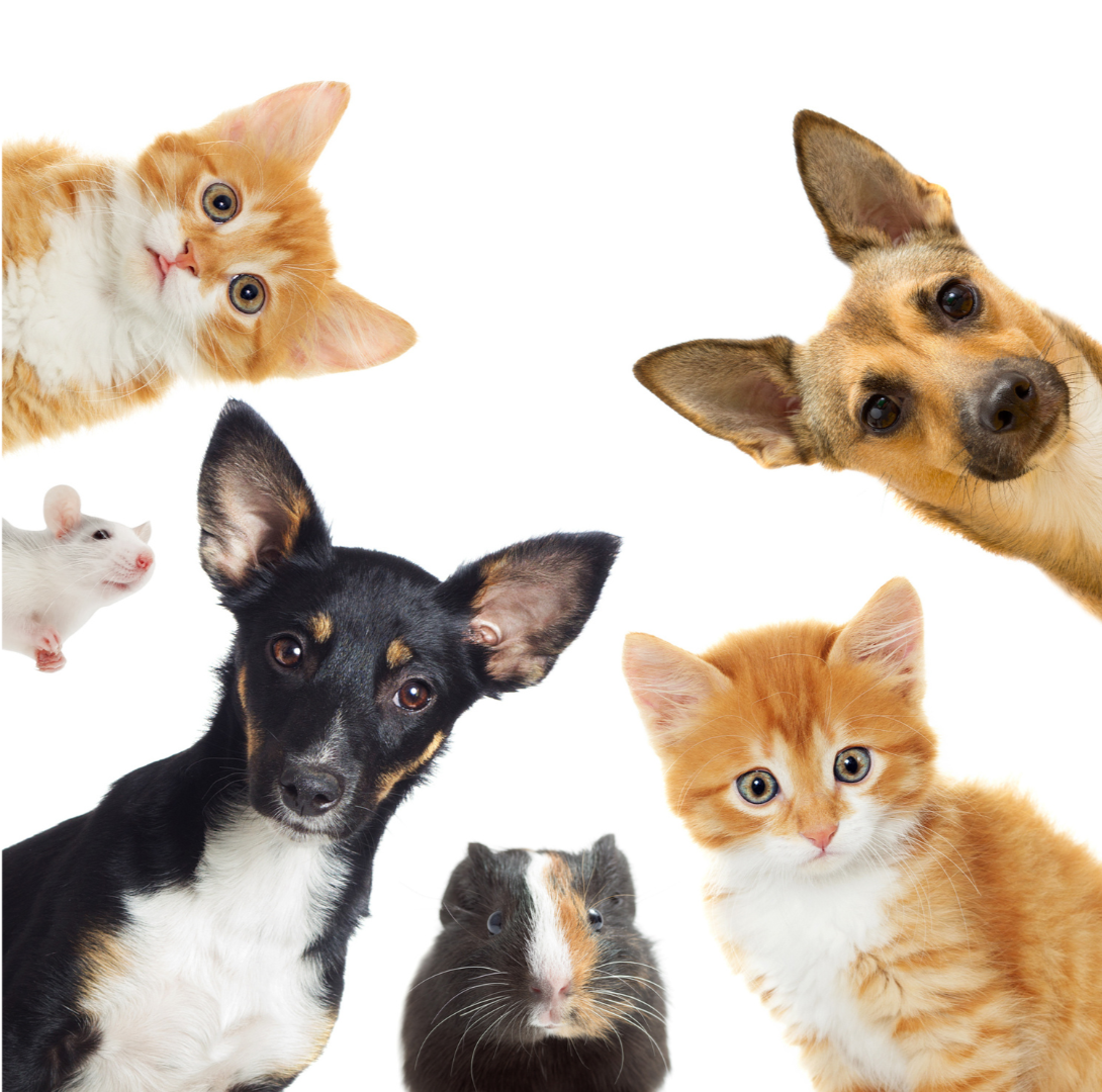 Pet Shop Mendoza Sitio Web del PetShop Encanto Animal en Luján de Cuyo, Mendoza donde hay alimentos para perros y gatos, cachorros, adultos y senior, snacks, shampoos, juguetes, ropa, collares, cama, moises, baños groomer, tijeras, platos, rascadores, hamsters. cobayas,